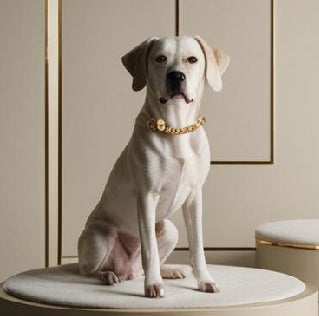 Signs Your Dog Loves You