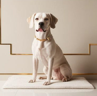 Homemade Dog Food Recipes