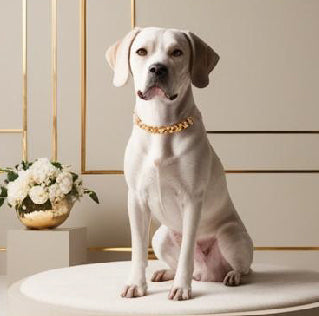 Common Dog Health Issues